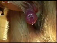 Close-up shot of dog dick releasing cum zoophilia porn